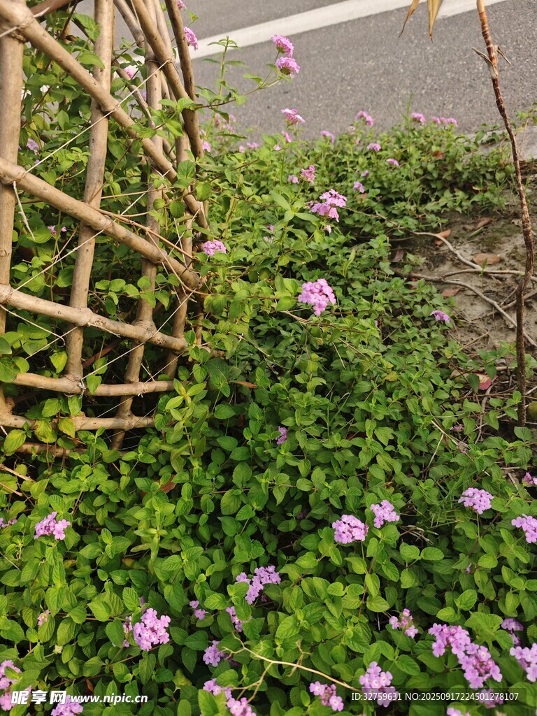 路邊綻放的紫色小花