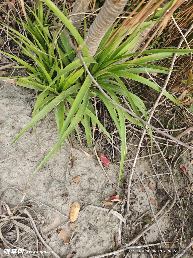 沙地上的翠綠龍舌蘭植物