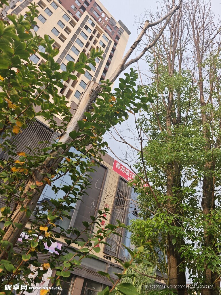 城市中林立樹木與高樓