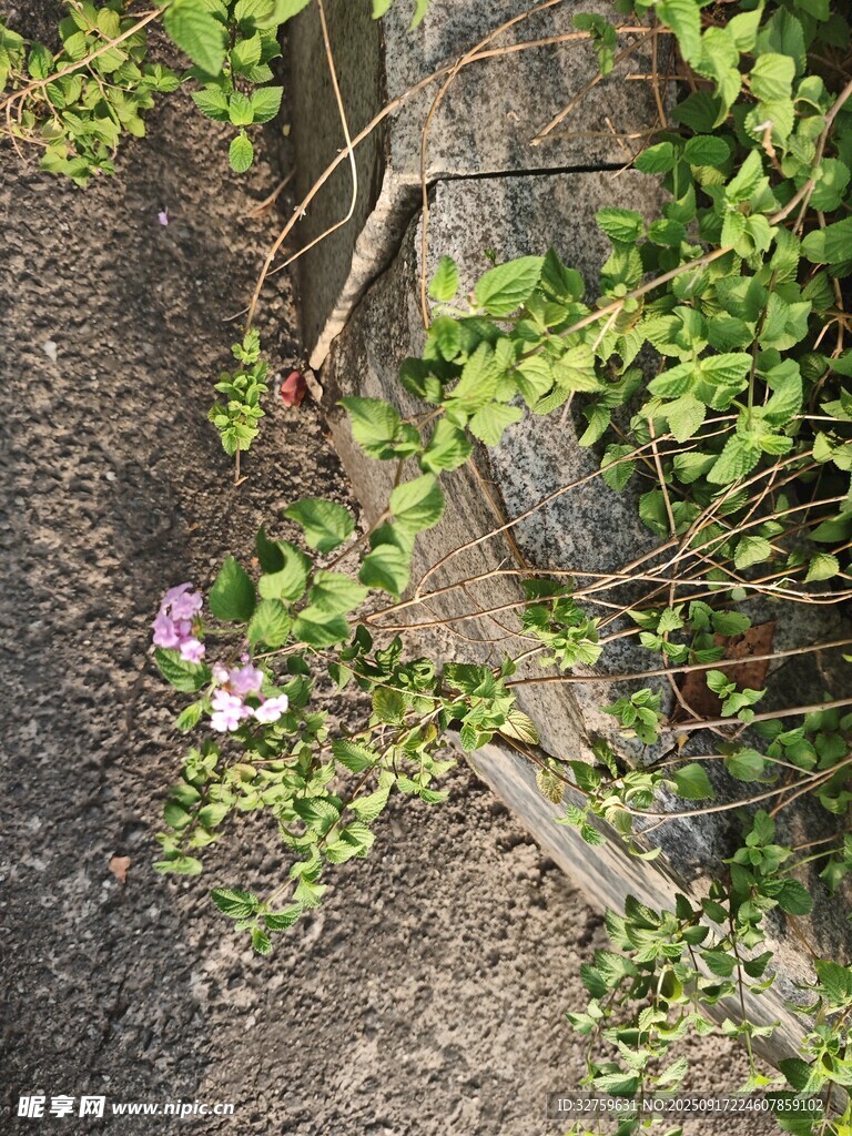 墻邊綻放的紫色小花