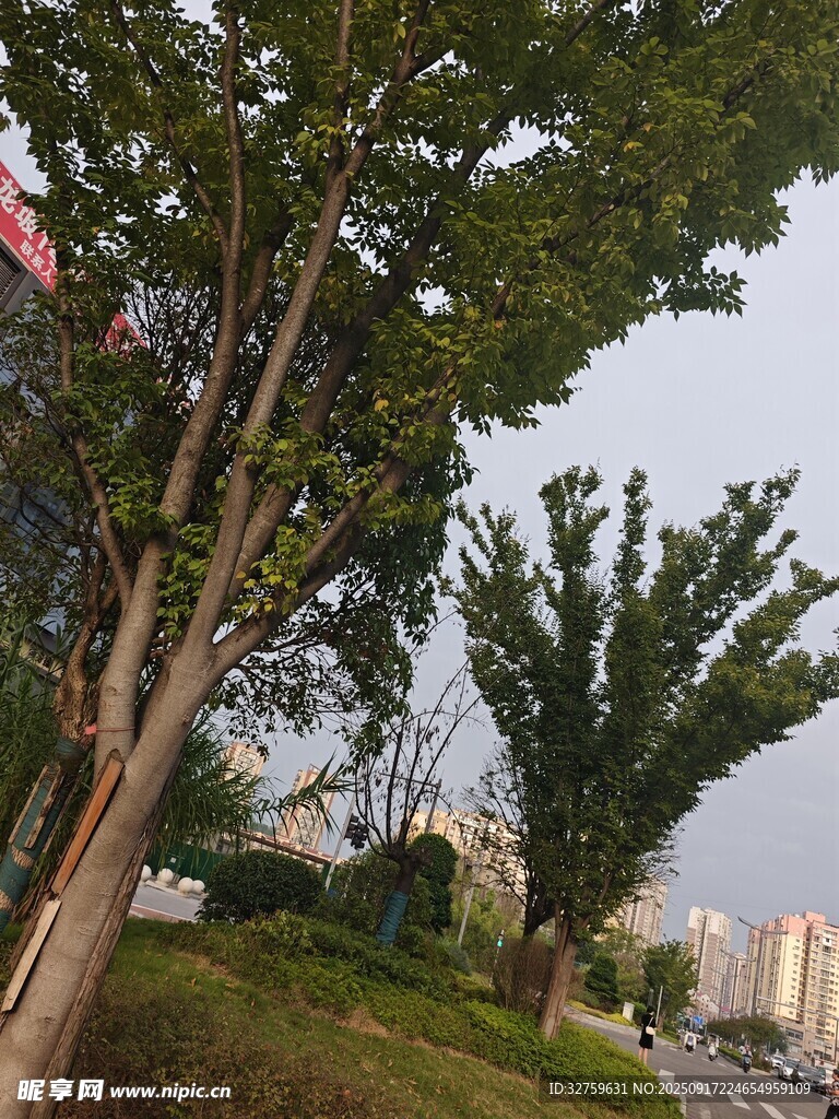 城市中蔥郁樹木景觀