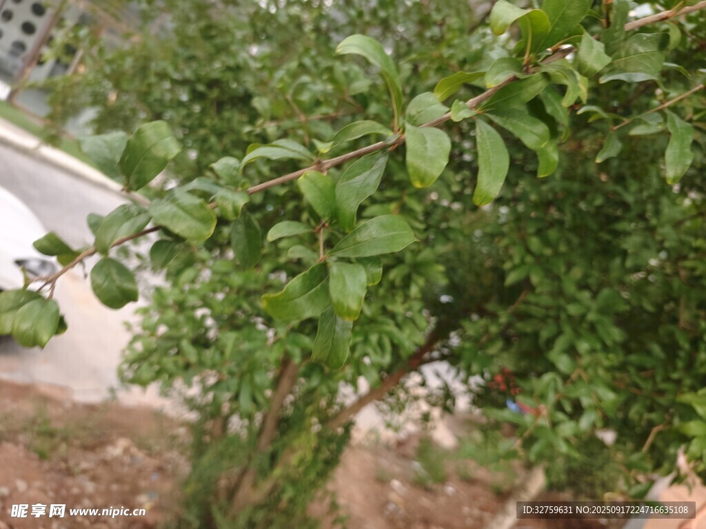綠葉繁茂的小灌木