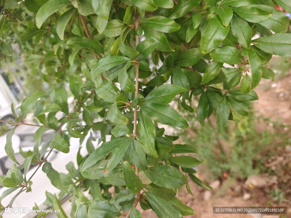 翠綠枝葉植物特寫