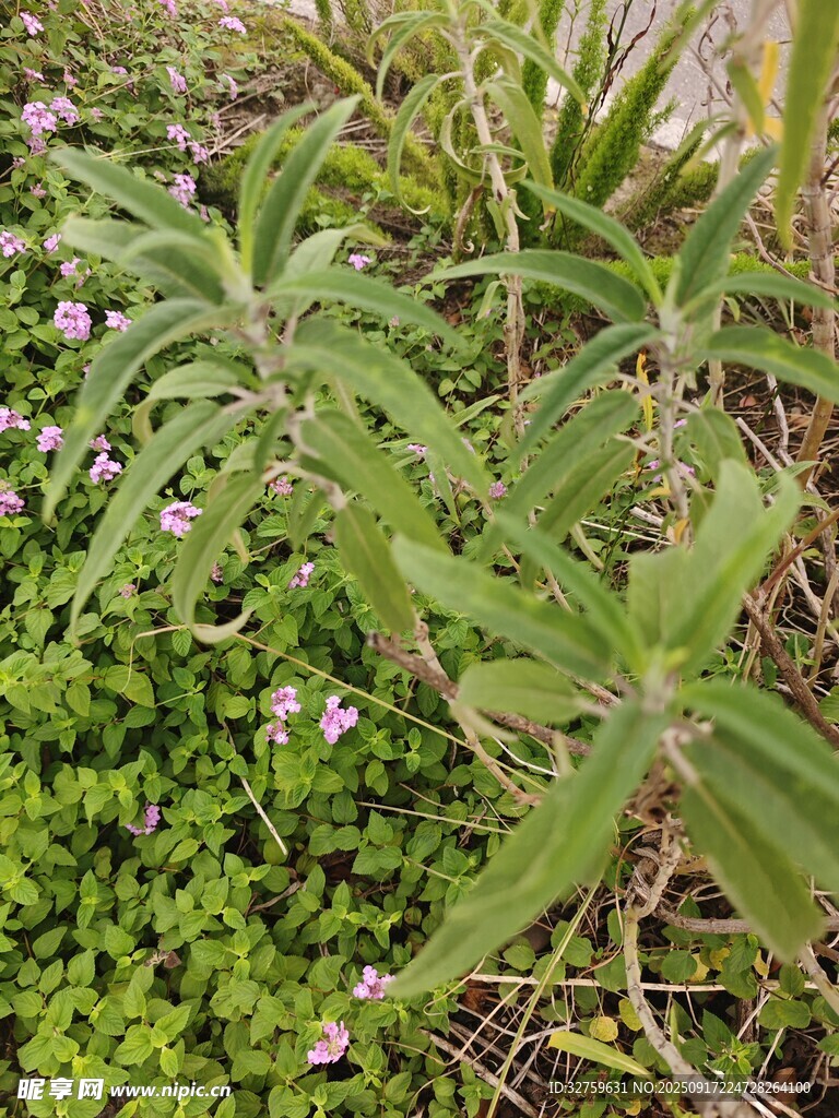 綠葉間綻放的紫色小花