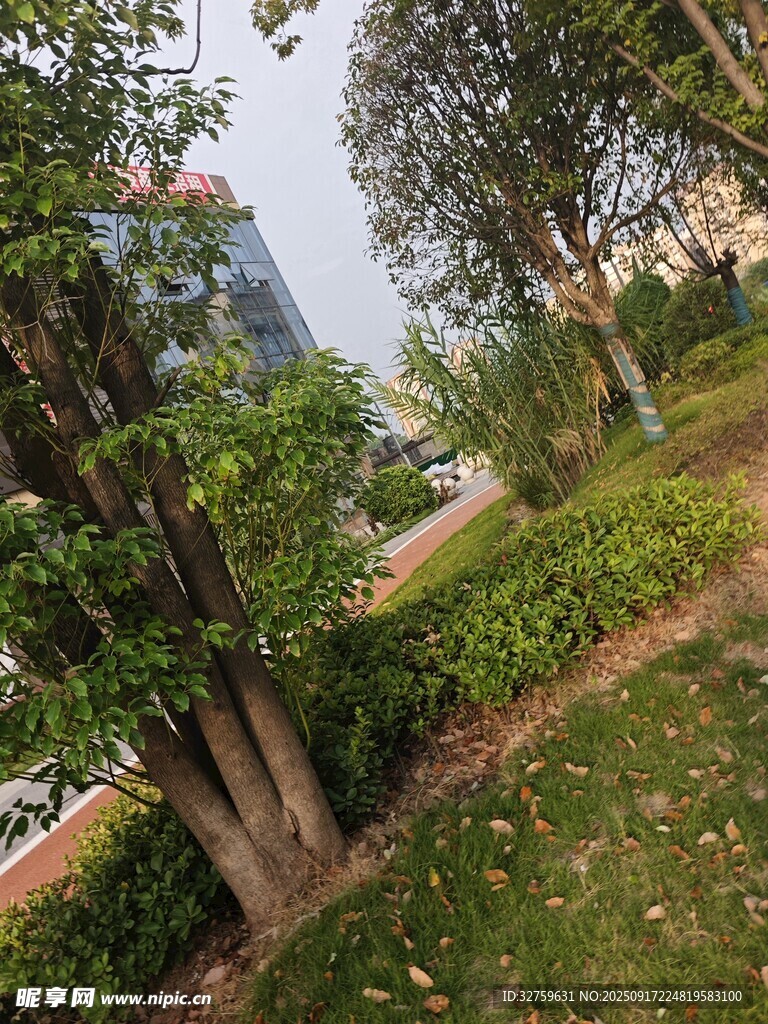 城市街邊綠樹(shù)與草地景觀