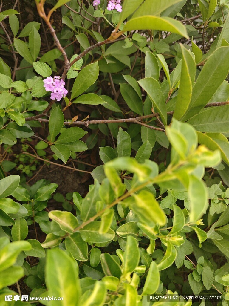綠葉叢中的嬌艷小花