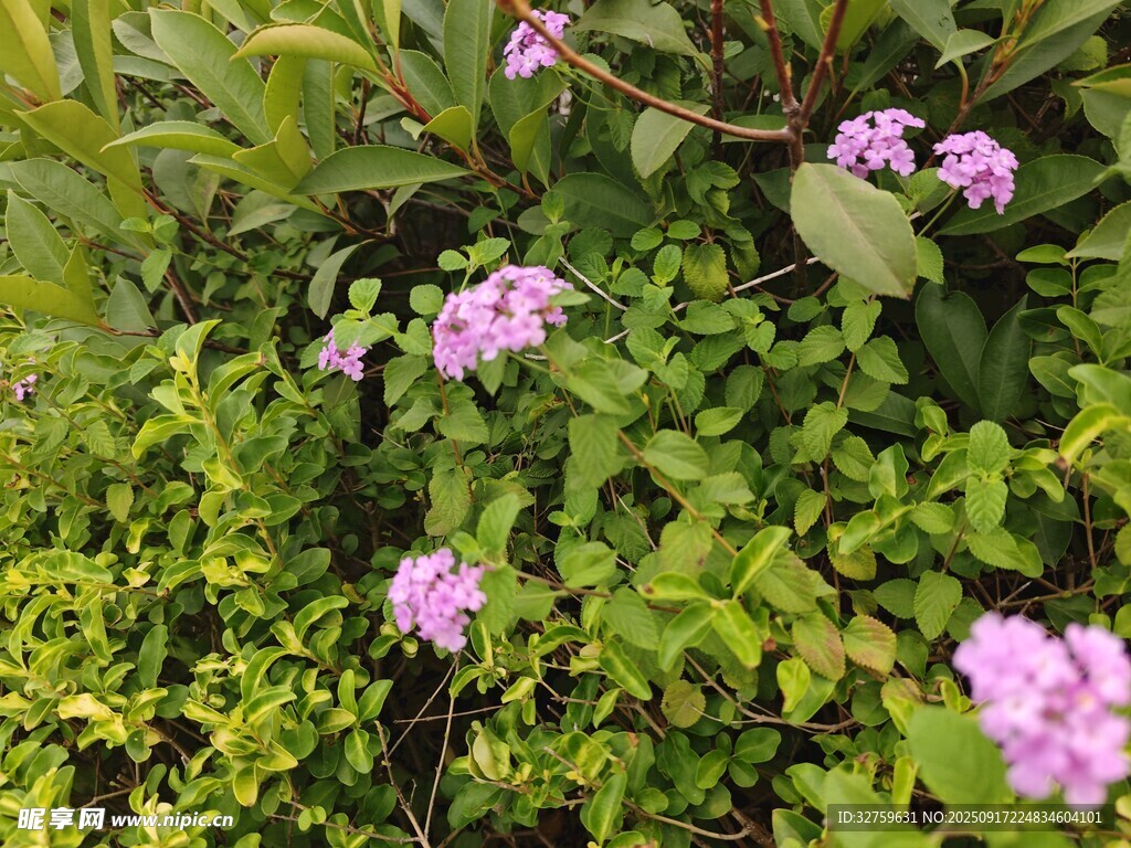 綠葉叢中的粉紫色小花
