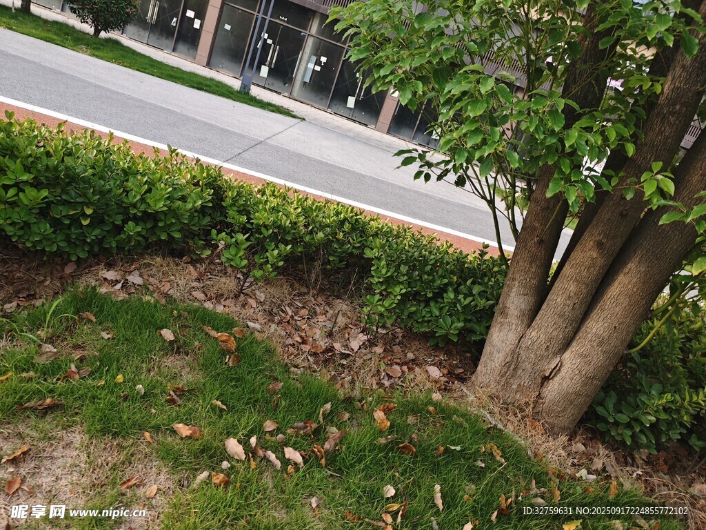 路邊綠植與樹(shù)干景象