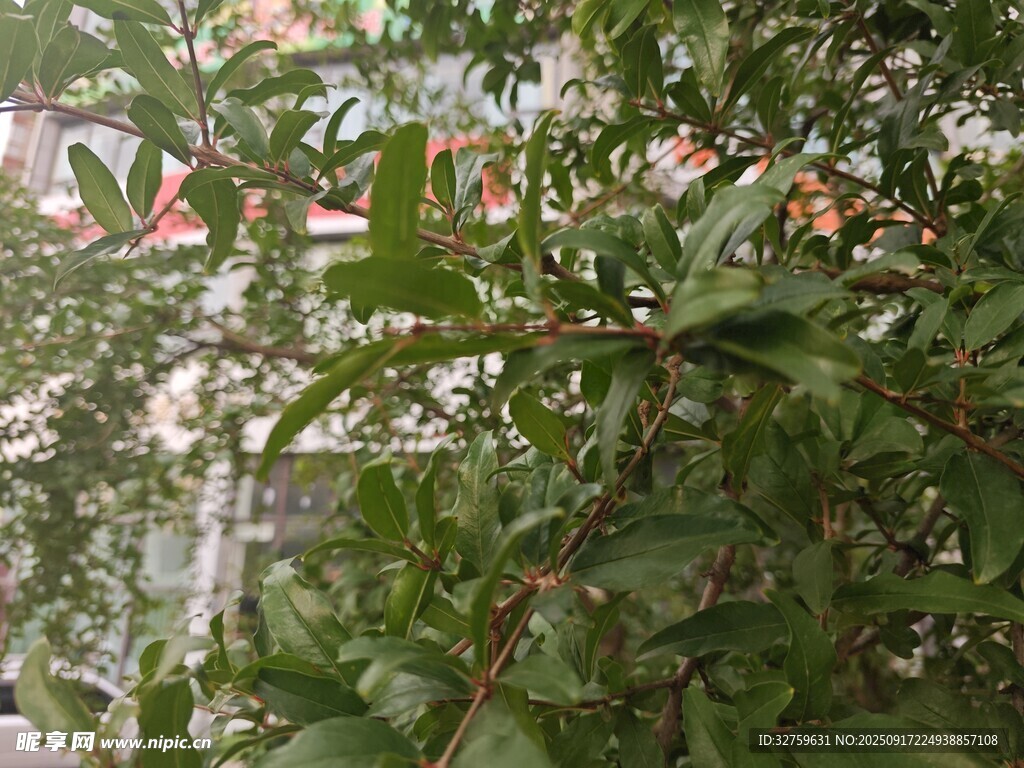 綠葉繁花植物景象