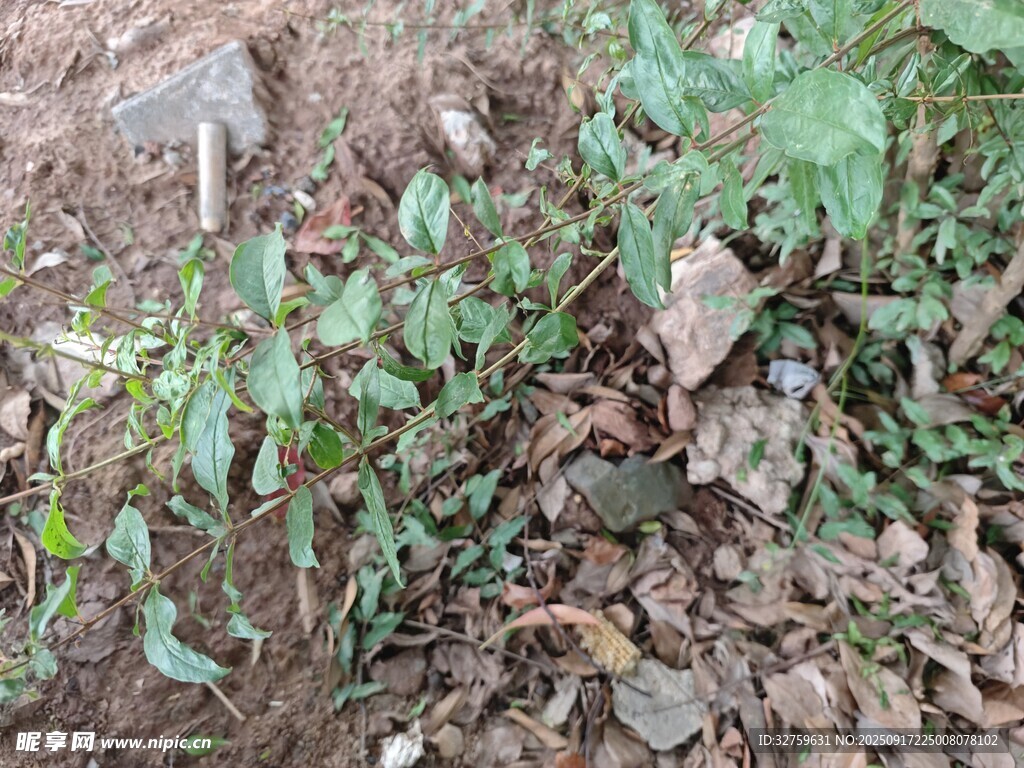 地面上的綠色植物與碎石