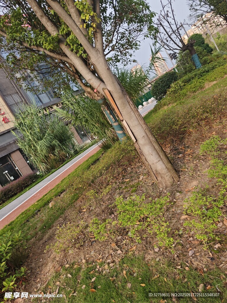 路邊傾斜樹木與草地景象