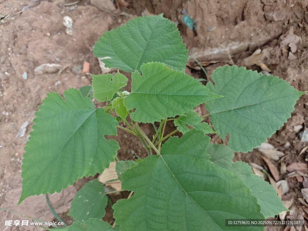 嫩綠桑葉植株特寫