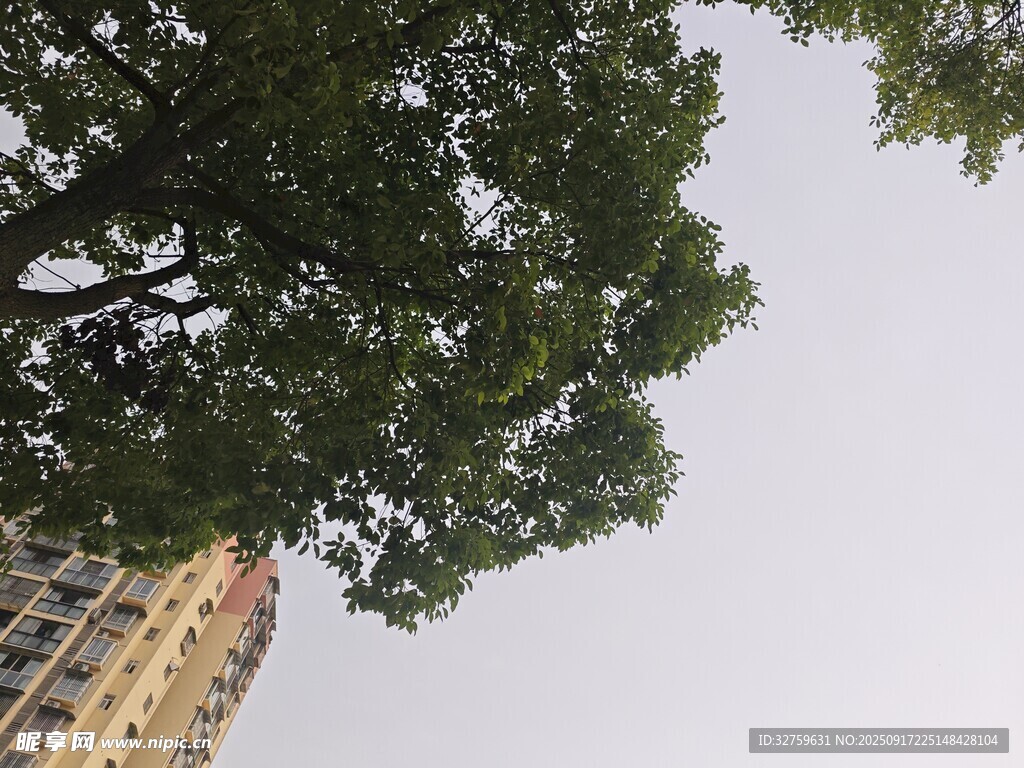 綠樹掩映下的高樓一角