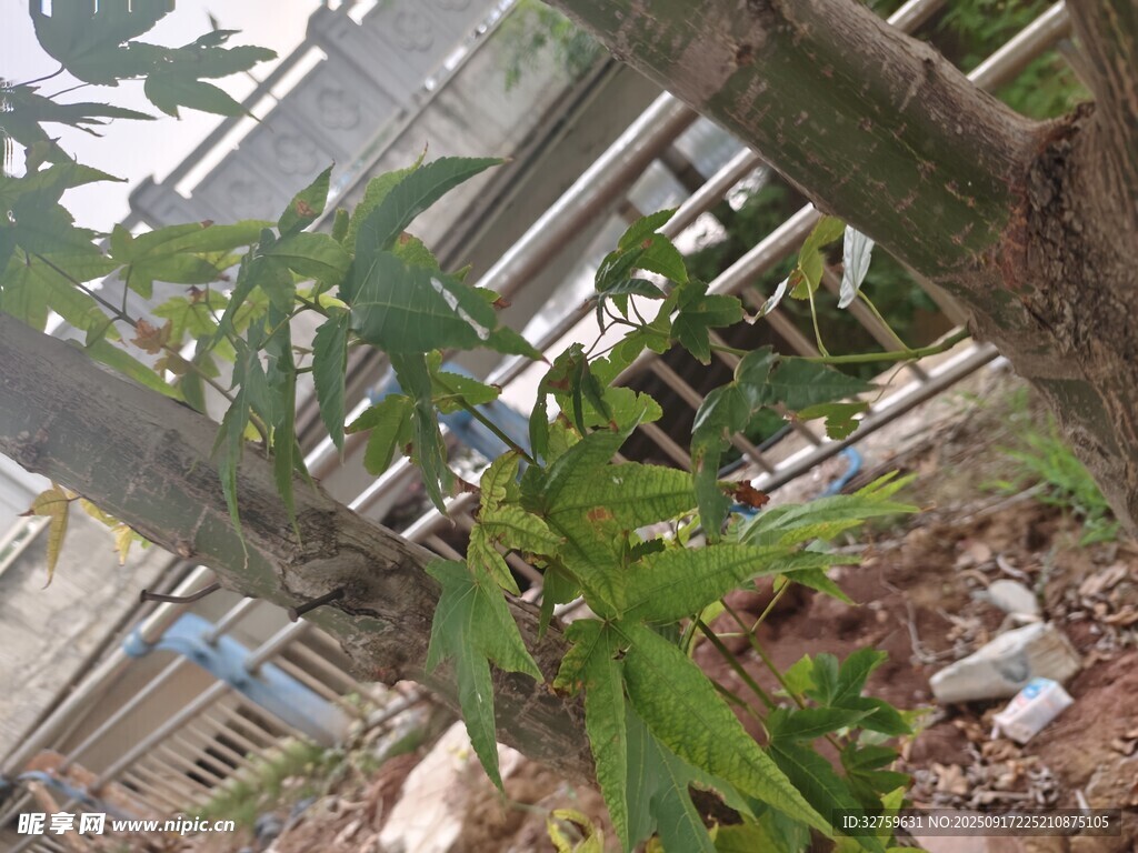 庭院綠植與建筑一角