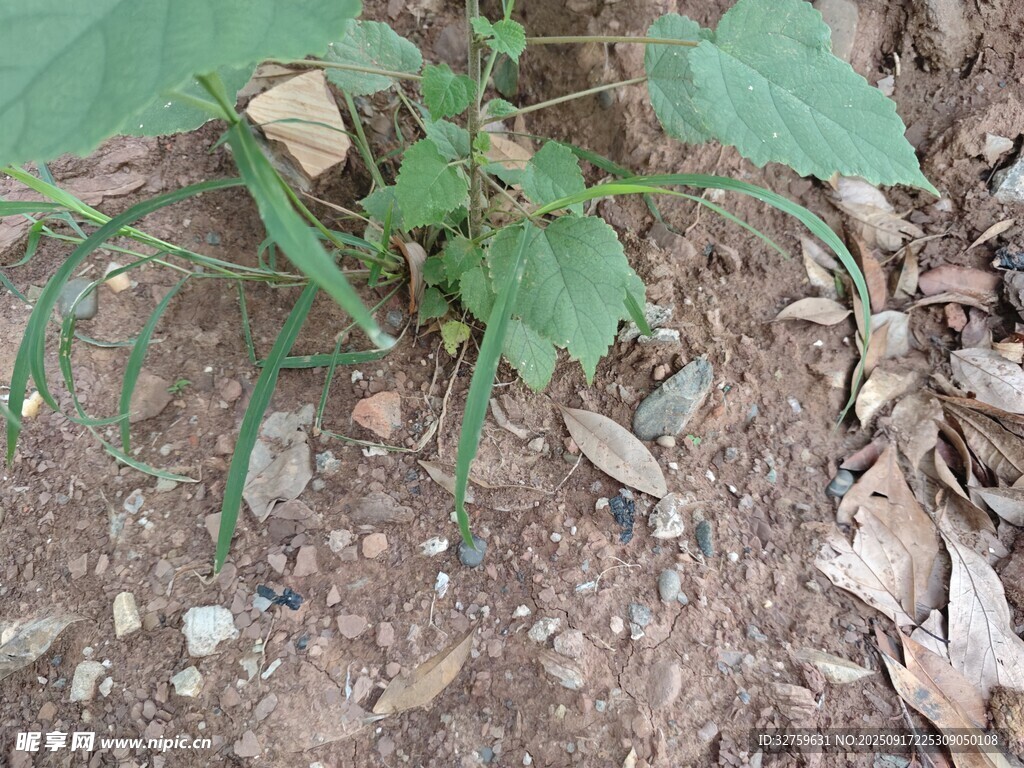地面上的綠色植物