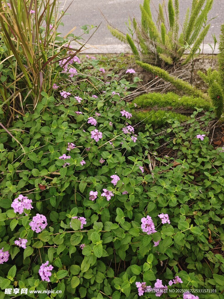 路邊繁茂的粉色小花植物