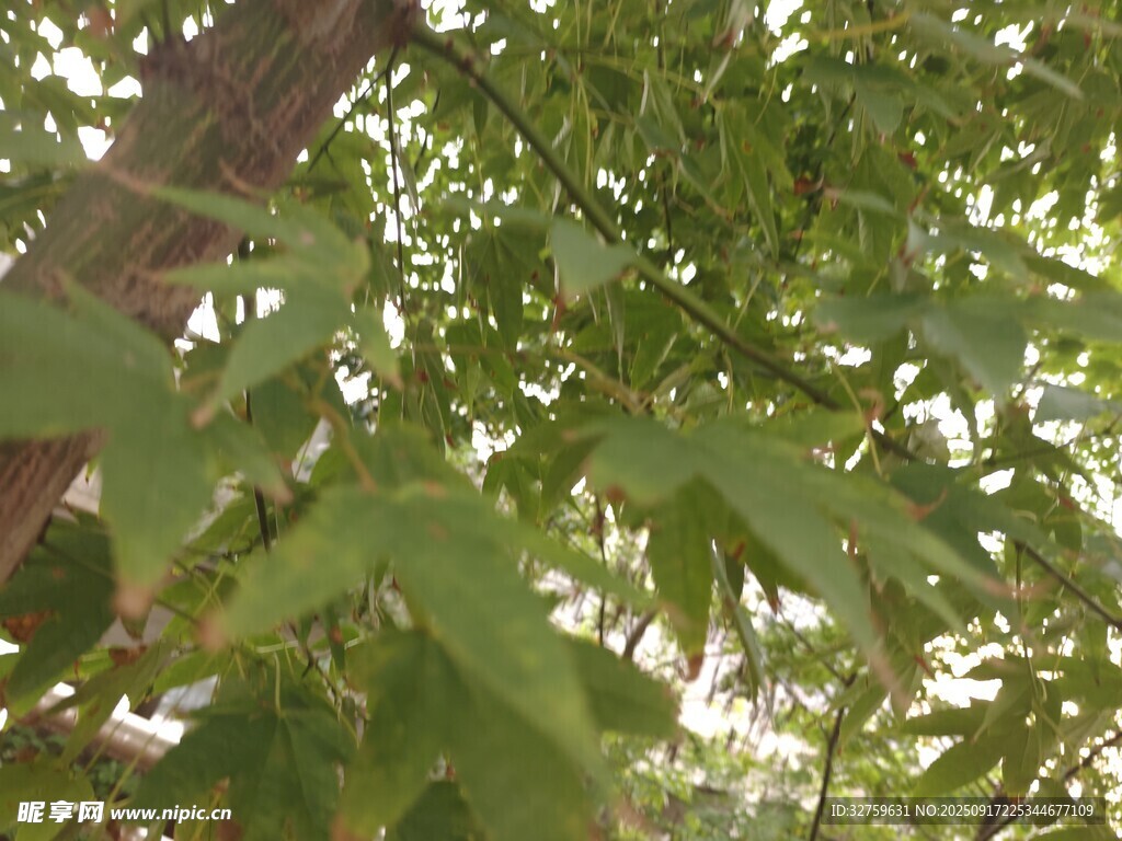 綠葉繁茂的樹冠景象