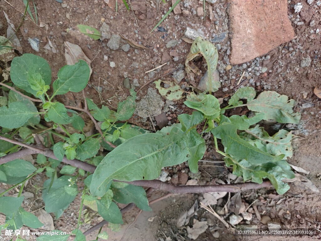 墻角生長(zhǎng)的綠色植物