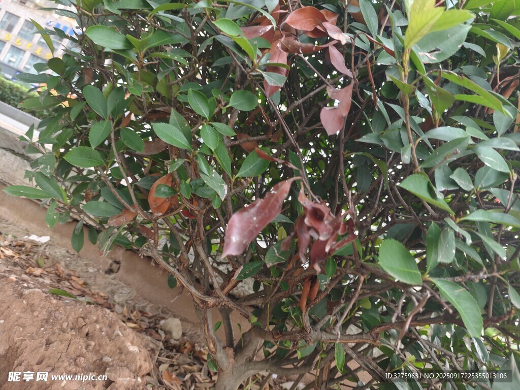 綠葉間的泛紅植物