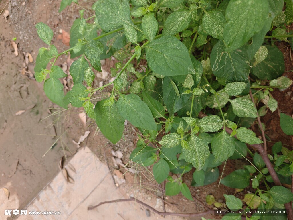 路邊生長(zhǎng)的綠色植物