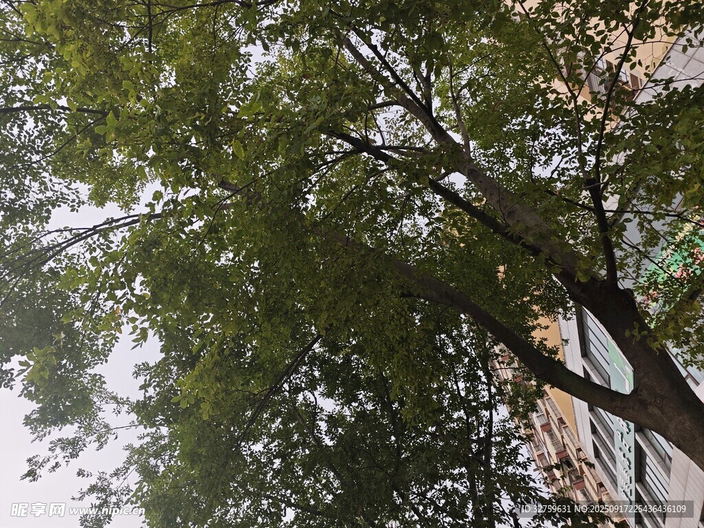枝葉繁茂的樹與背后建筑