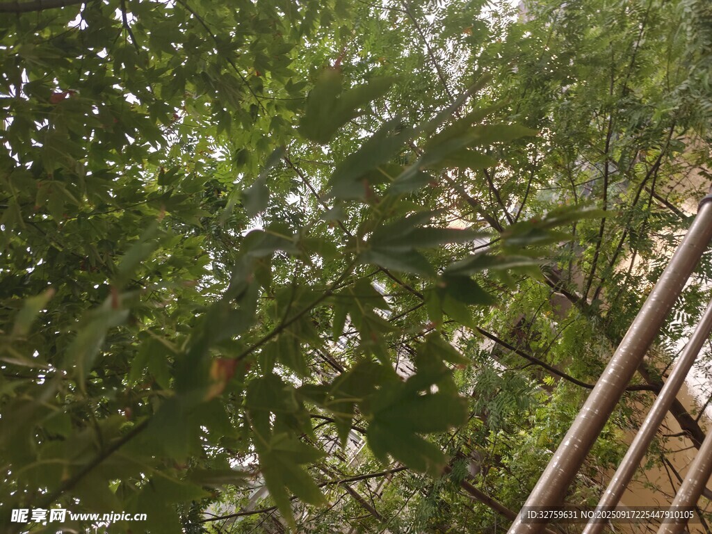 仰視茂密樹林中的金屬桿