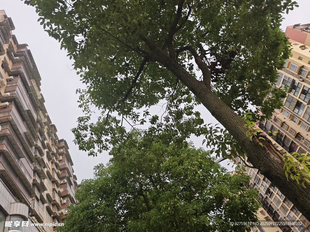 城市中高大蔥郁的樹木