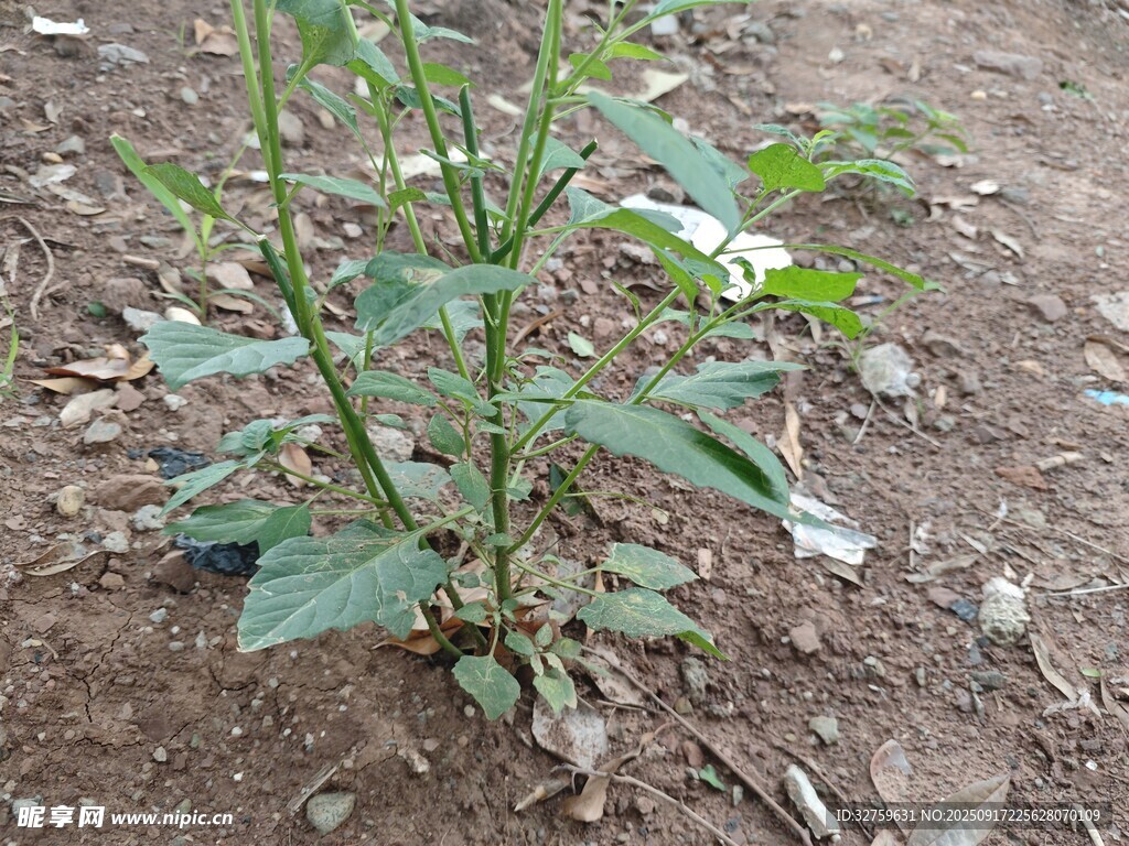 田間生長的綠色植物