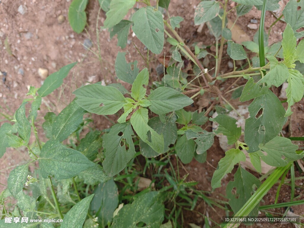 地面生長的綠色植物
