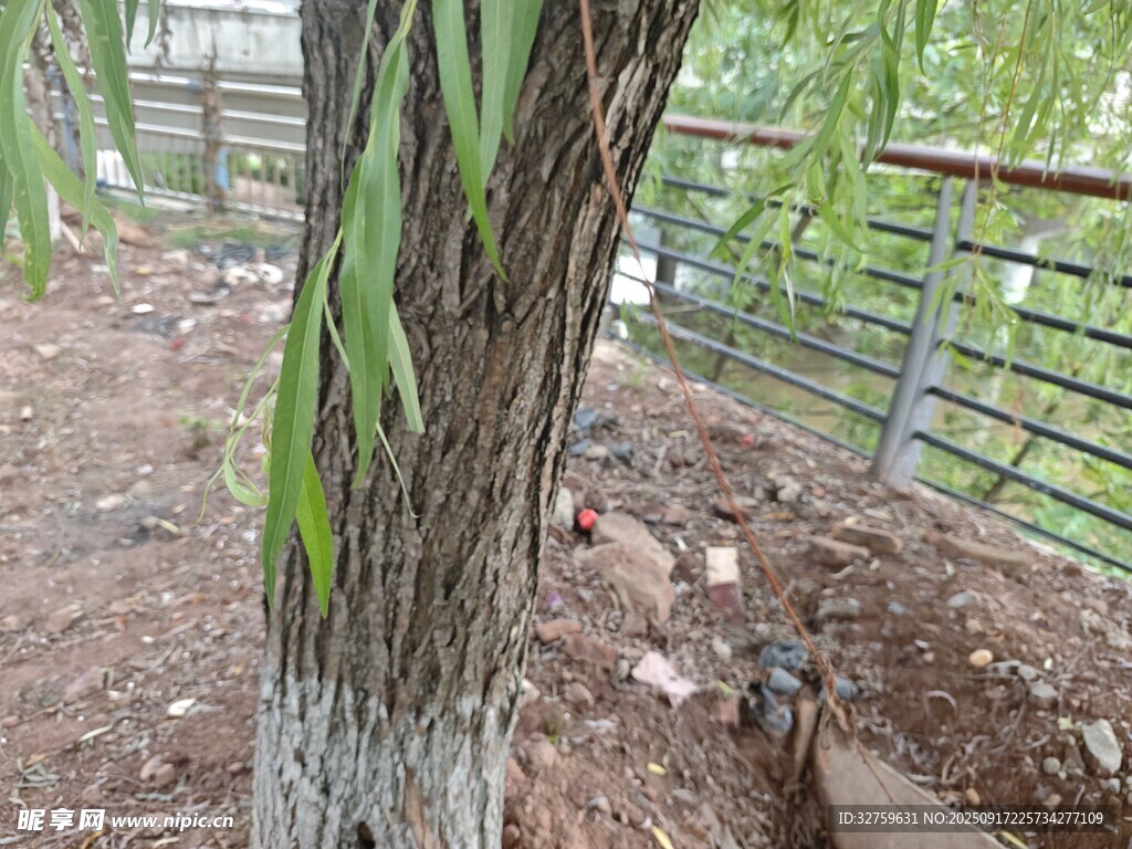 柳樹(shù)樹(shù)干特寫(xiě)
