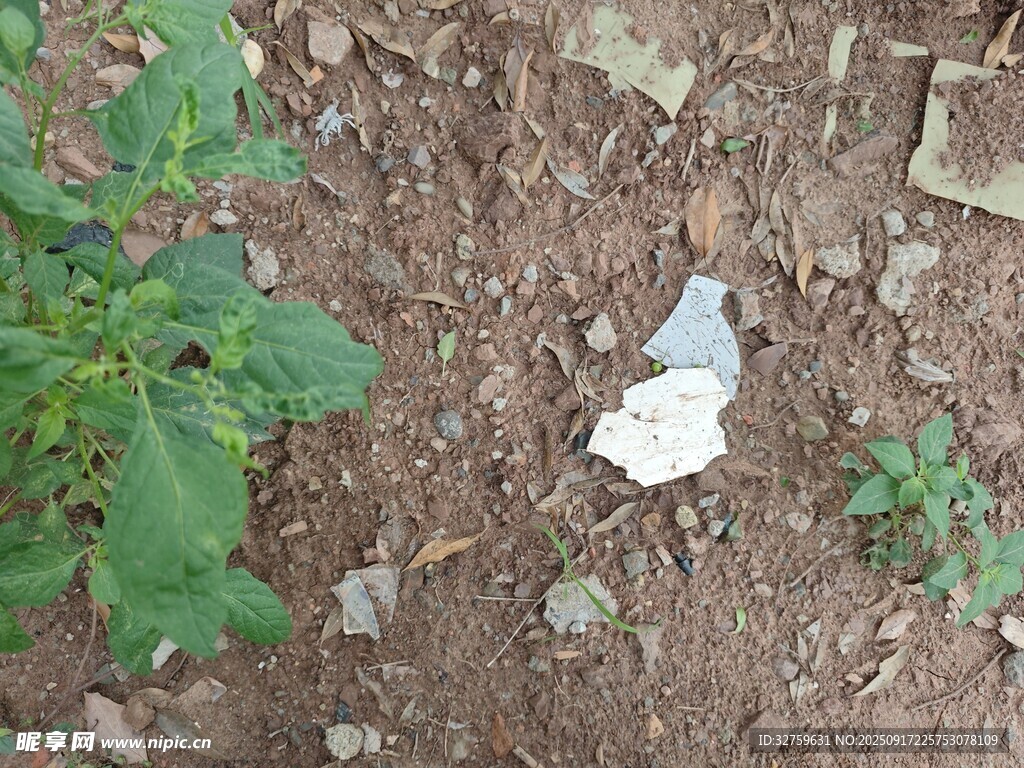 地面上的碎瓷片與綠植