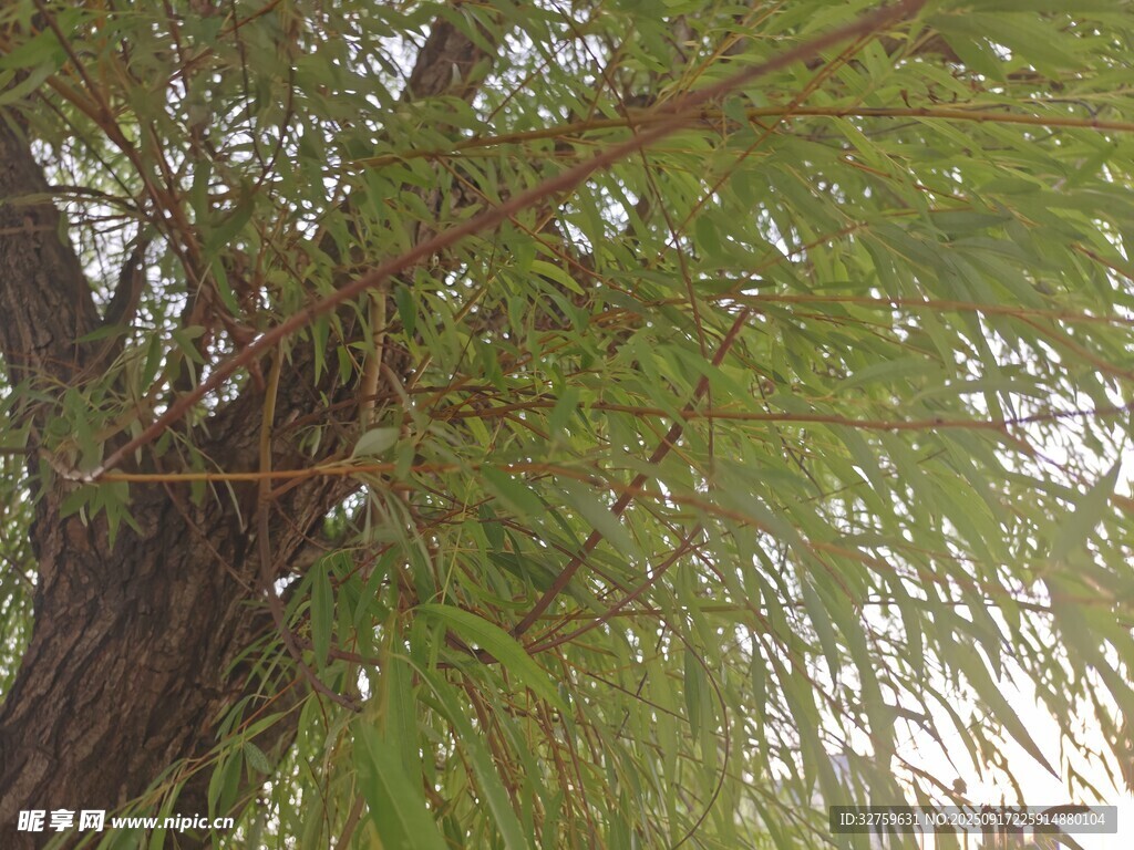 垂柳枝葉繁茂的景象