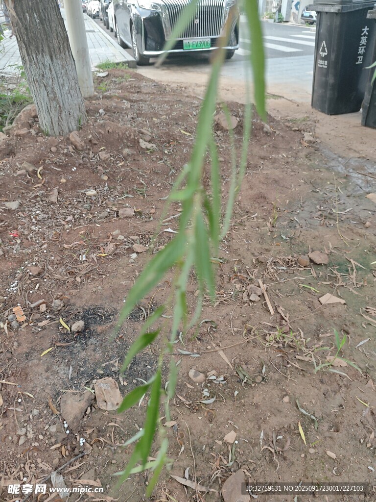 嫩綠柳枝垂于地面