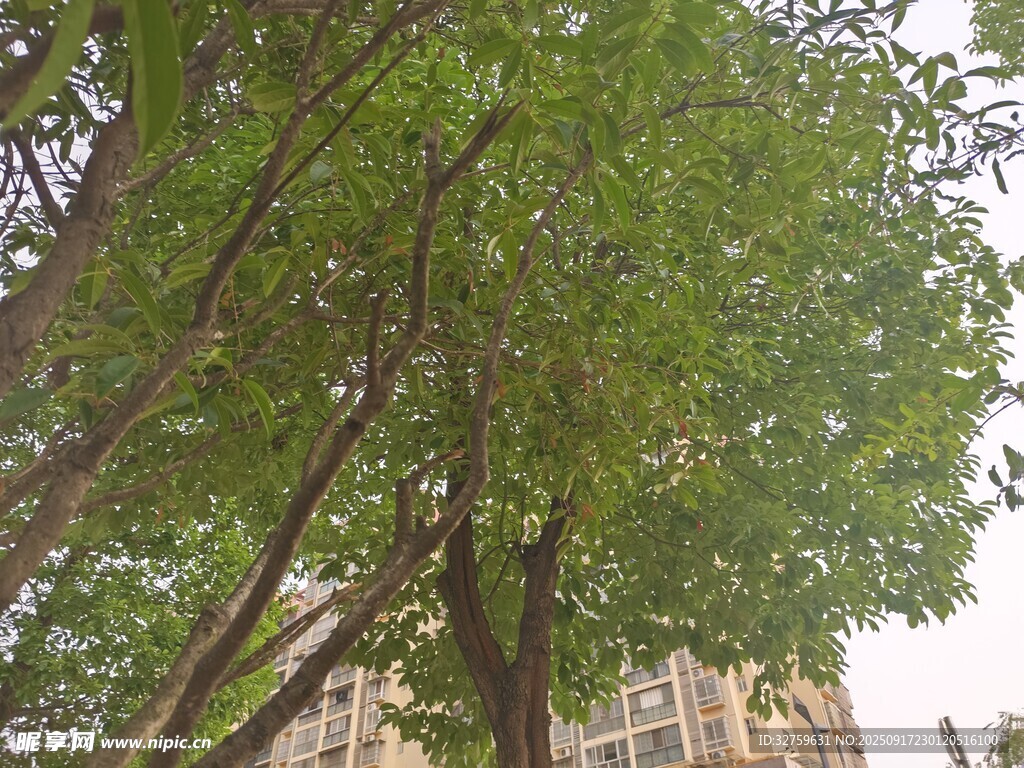 綠樹成蔭下的城市景象