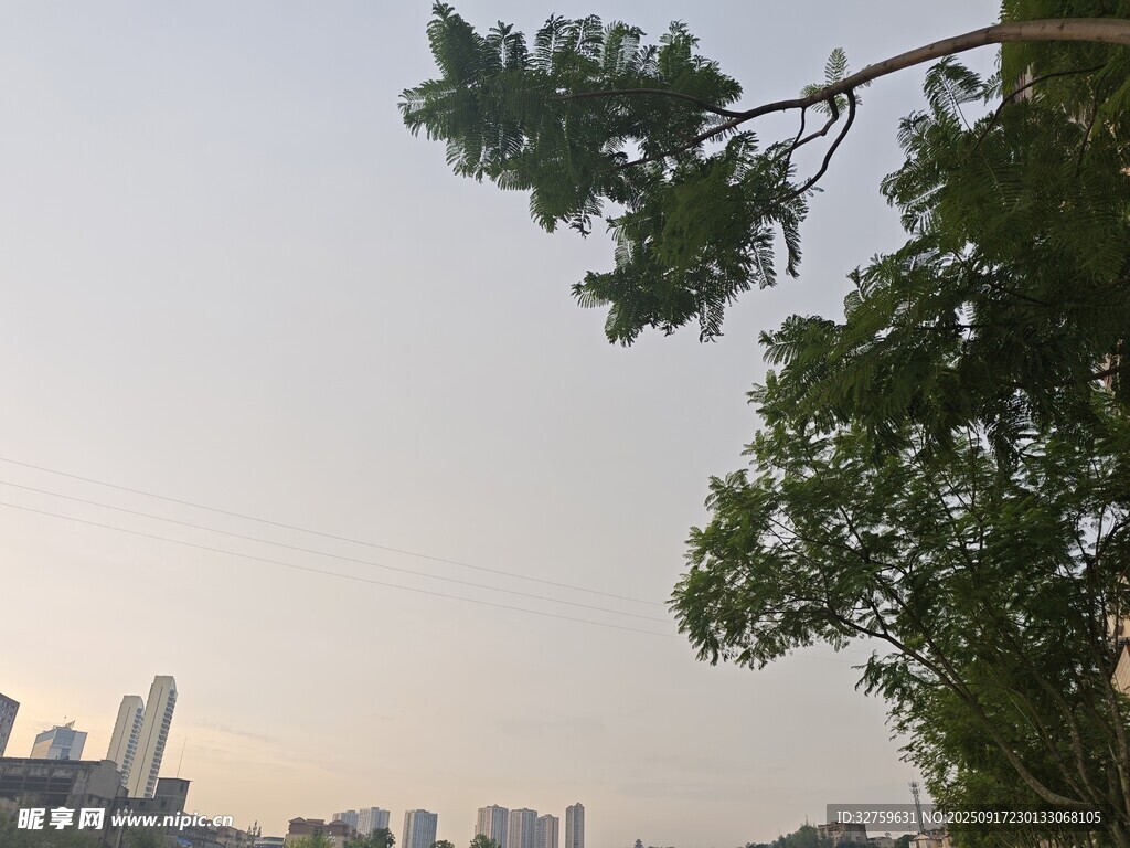 城市中伸展的翠綠樹(shù)枝