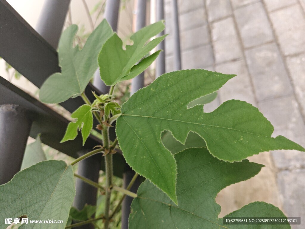 綠葉植物特寫