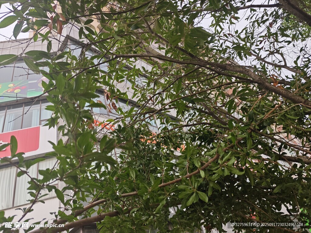 枝葉繁茂的綠植景觀