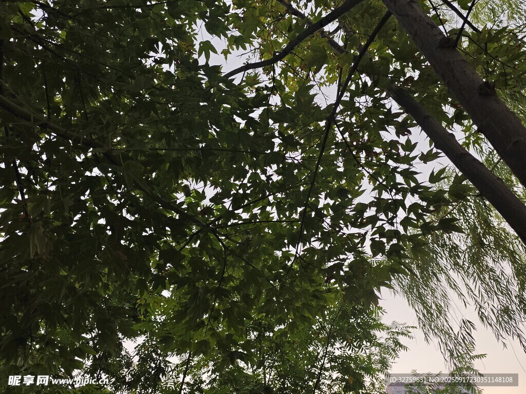 仰視茂密枝葉