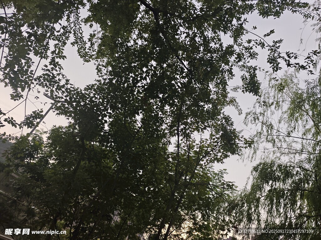 枝葉繁茂的樹木景觀