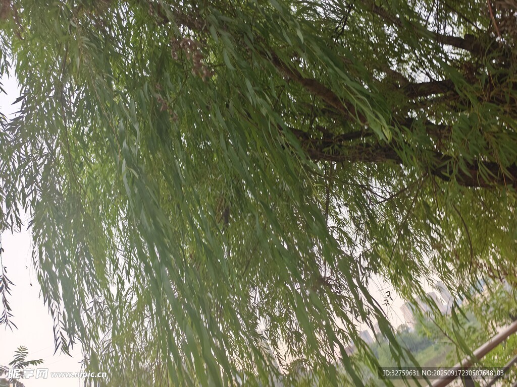 垂柳依依