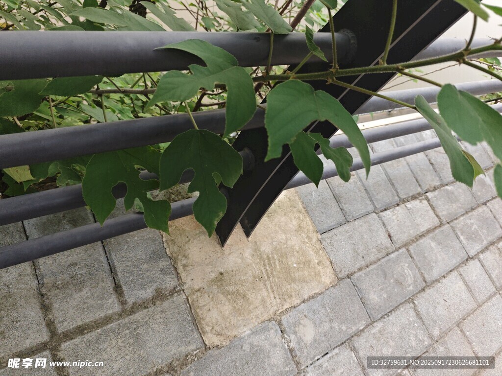 欄桿旁生長(zhǎng)的翠綠樹(shù)葉