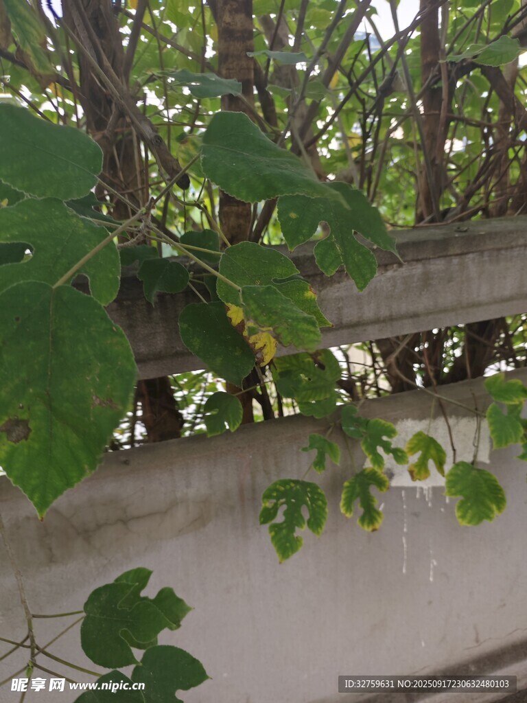 綠葉攀附于灰白墻邊