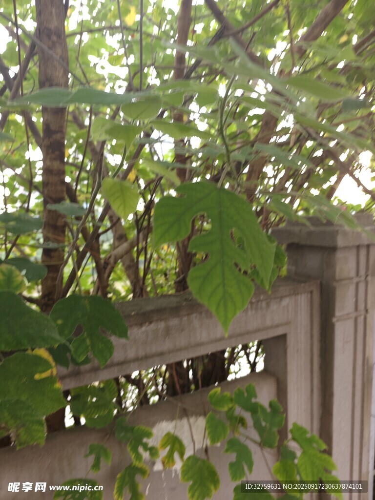 綠葉攀附于古樸圍欄