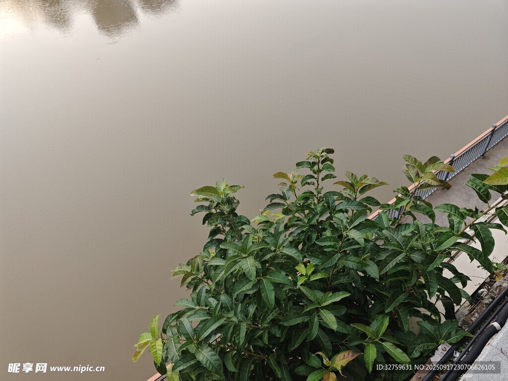 水邊綠植景觀