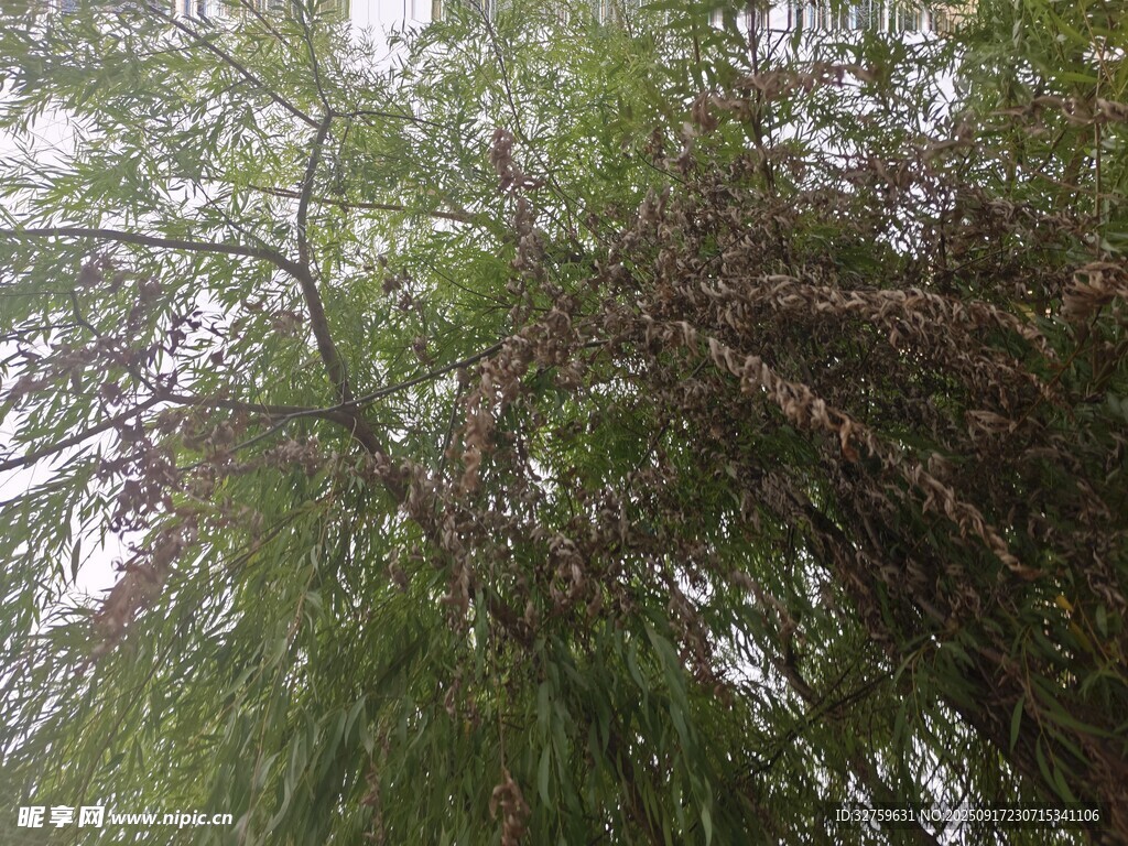 茂密繁茂的蔥郁樹木景觀