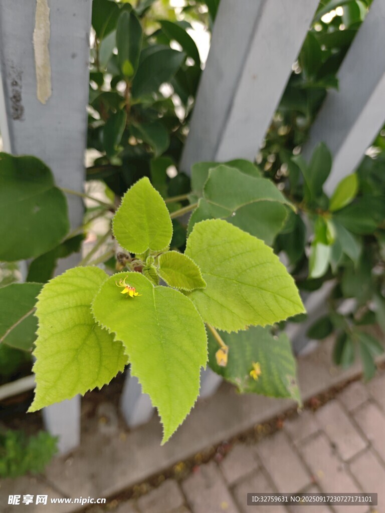 嫩綠葉片生機盎然