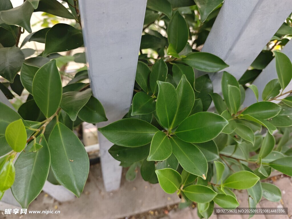 綠葉繞圍欄景象
