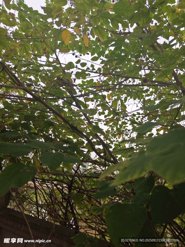 繁茂綠葉間的光影世界