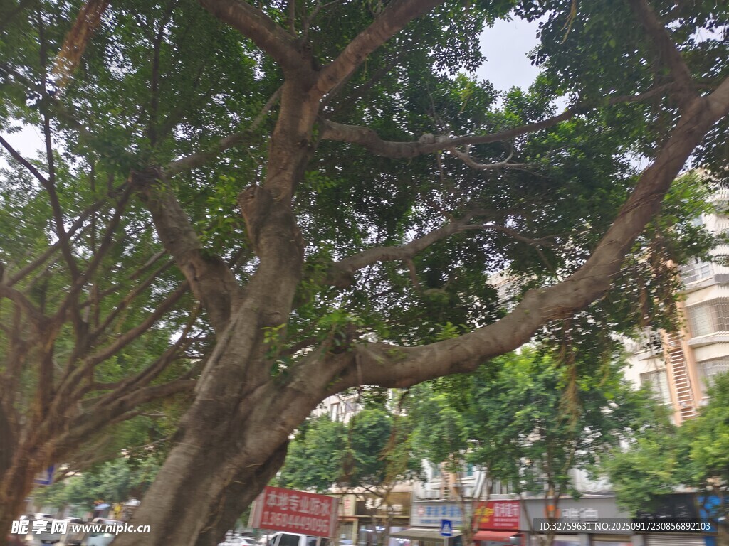 城市中繁茂的大樹景觀