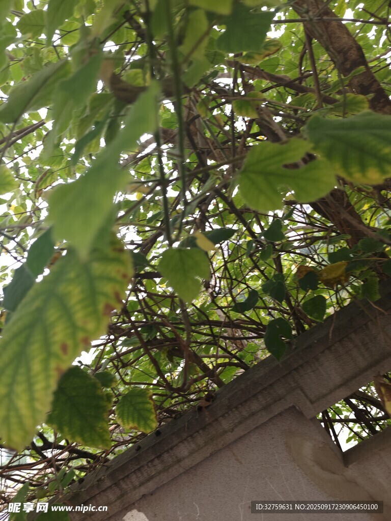 綠葉繁茂的屋檐景象